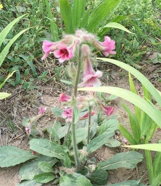 津元参泡酒方法