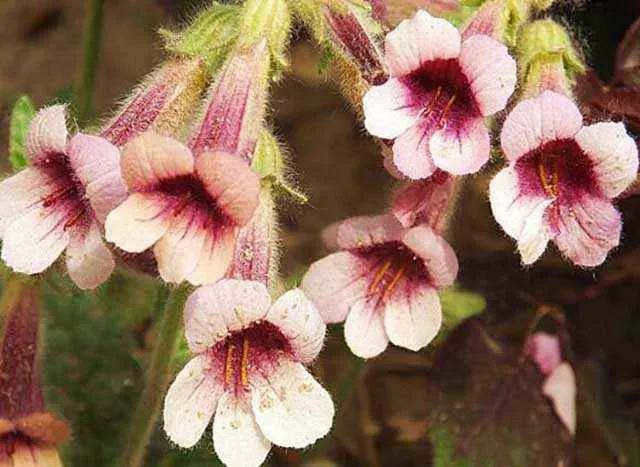 津元参泡酒方法