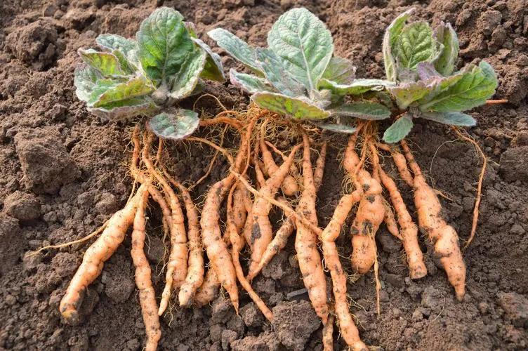 津元参泡酒方法