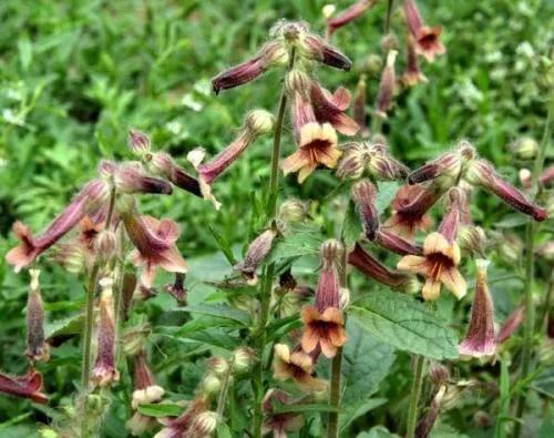 津元参泡酒方法