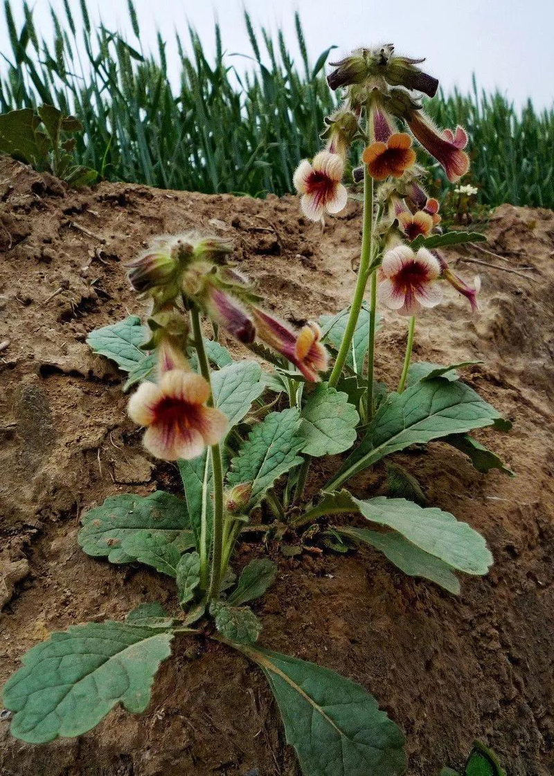 津元参泡酒方法