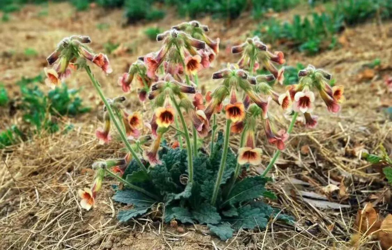 津元参泡酒方法