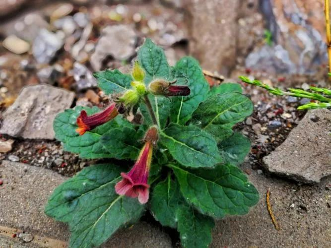 津元参泡酒方法