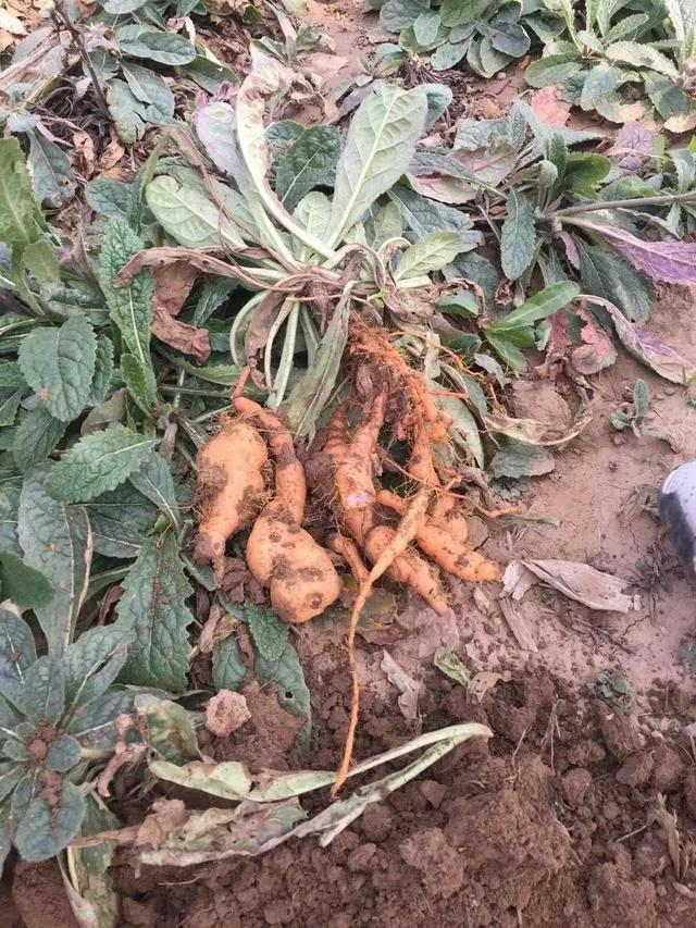 津元参泡酒方法