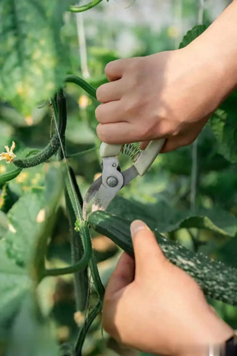 秋后黄瓜大棚种植技术
