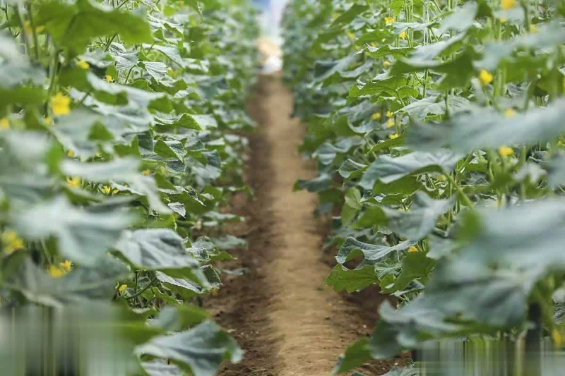 秋后黄瓜大棚种植技术