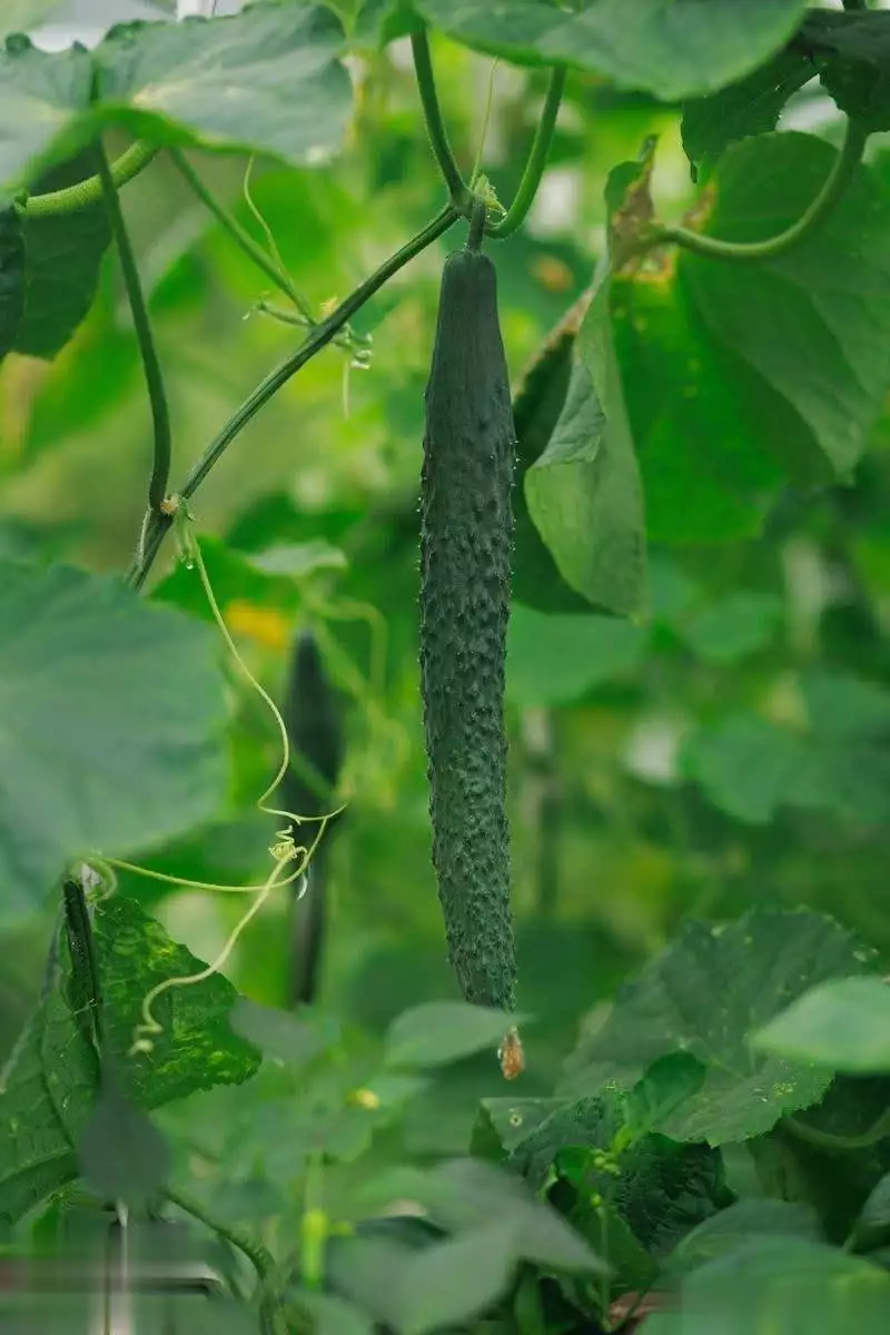 秋后黄瓜大棚种植技术