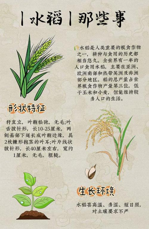 2026东北水稻种植技术