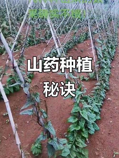 淮山的种植方法