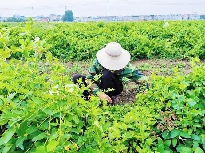 盆栽金银花种植技术