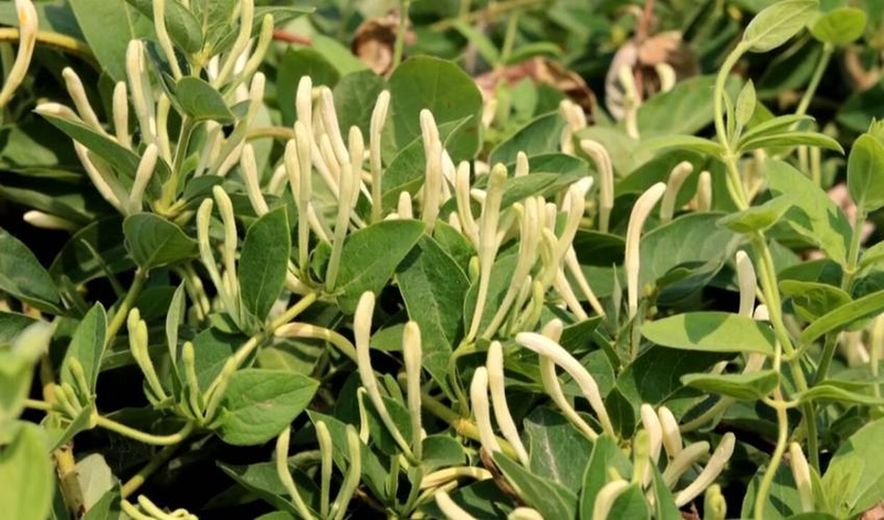 盆栽金银花种植技术