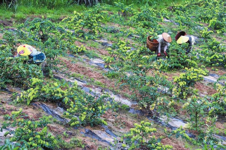 盆栽金银花种植技术