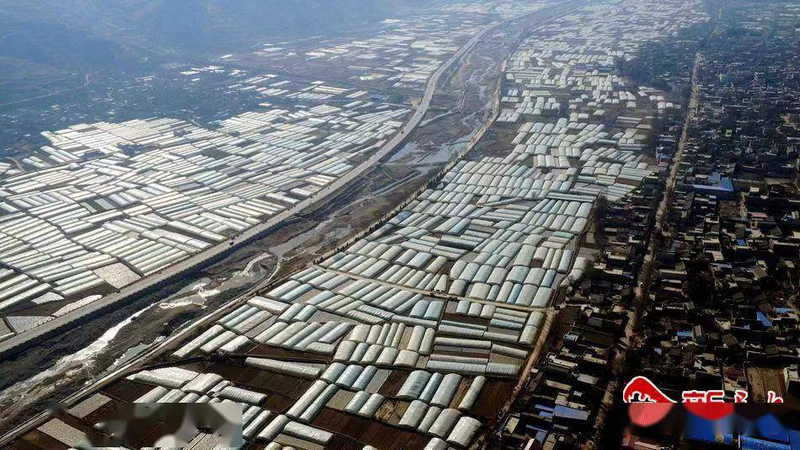 寒蒜苗种植技术