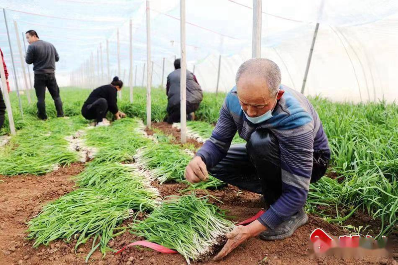 寒蒜苗种植技术