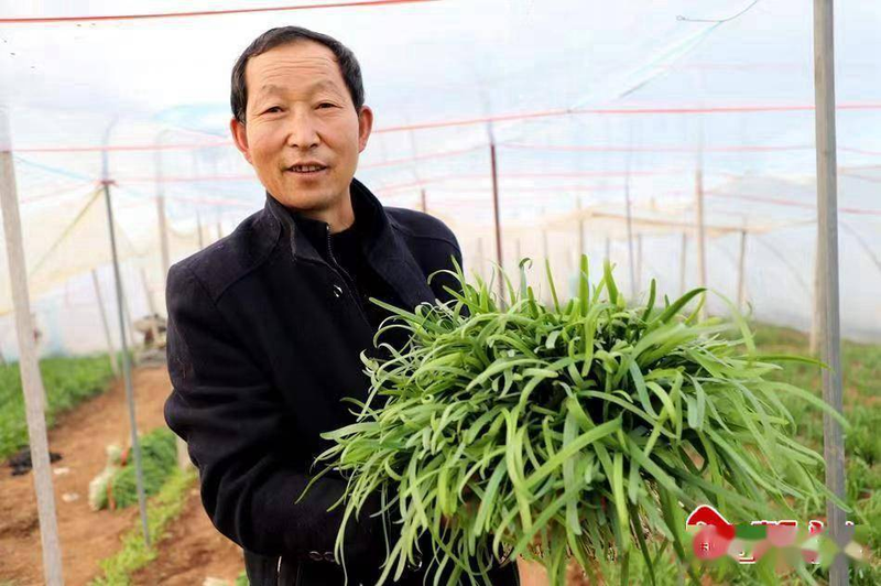 寒蒜苗种植技术