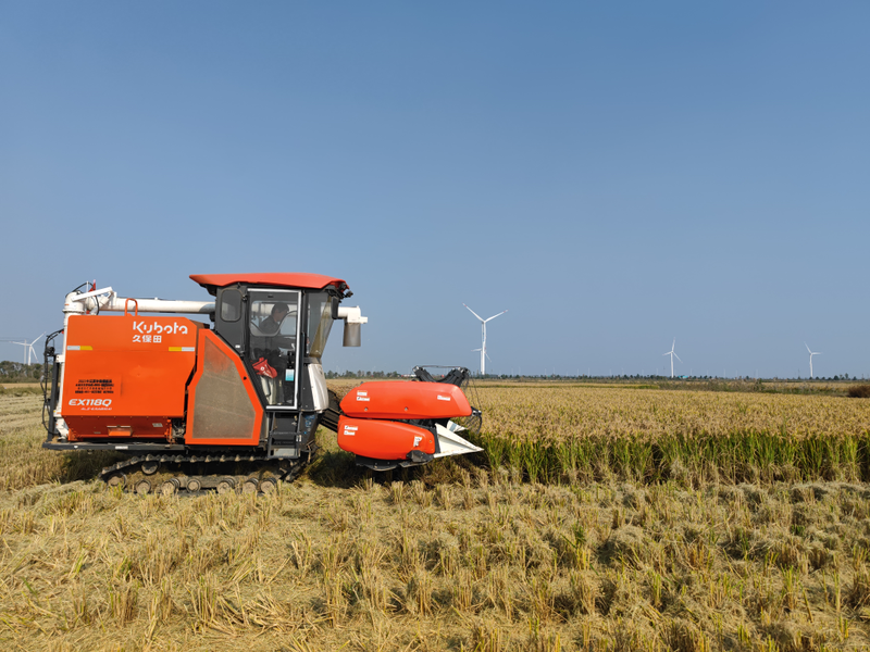 2026 north-east rice cultivation techniques