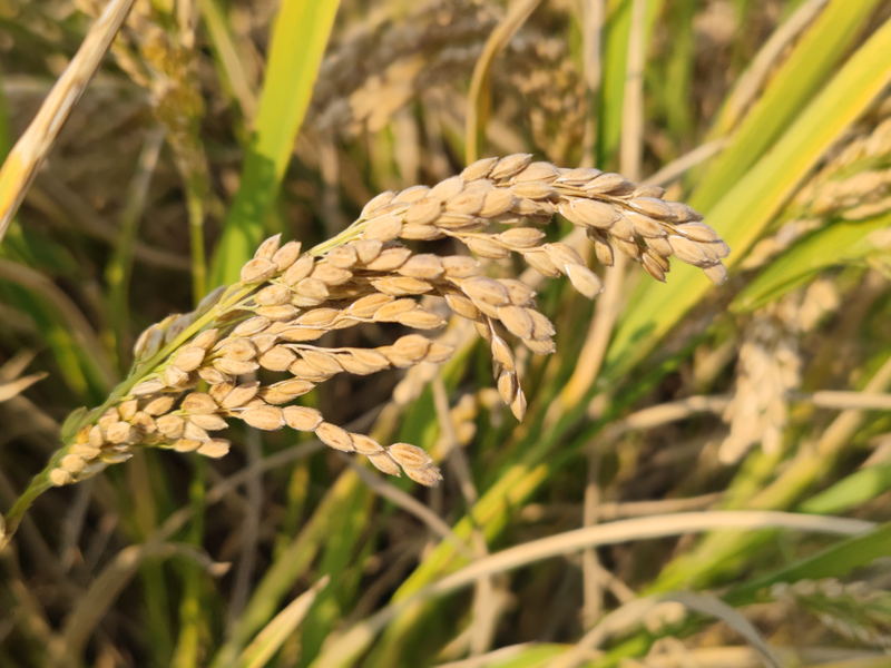 2026 north-east rice cultivation techniques