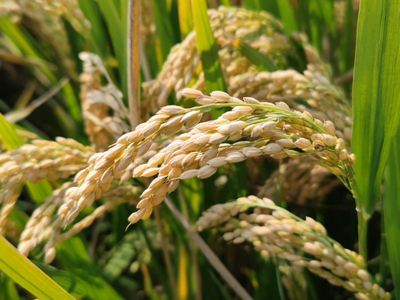 2026 north-east rice cultivation techniques