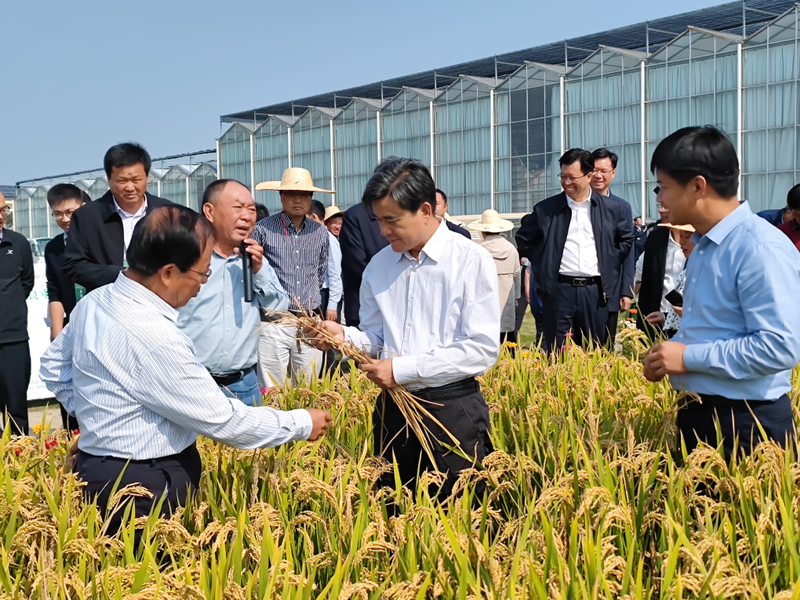 2026 north-east rice cultivation techniques