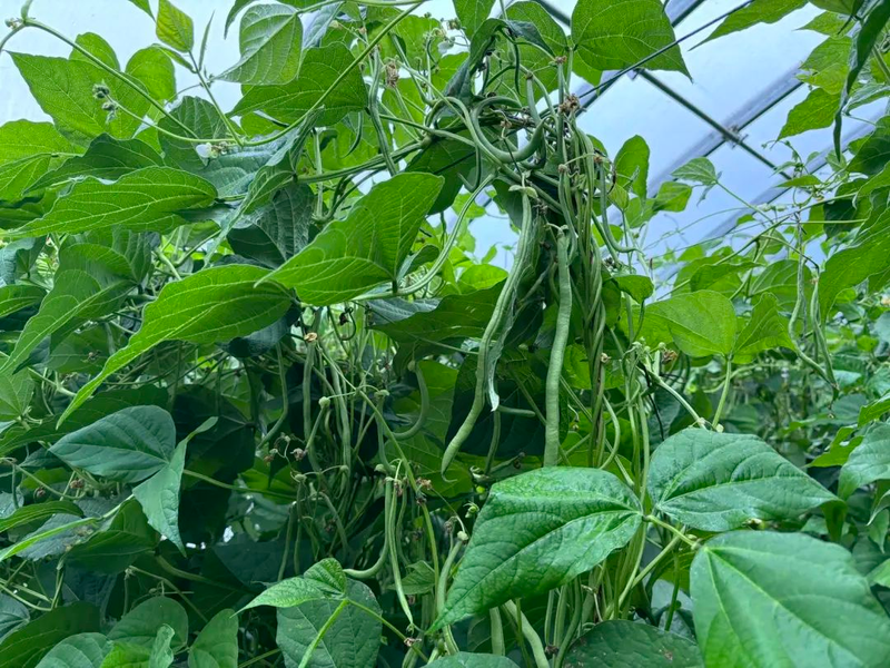 大棚长豆角种植技术