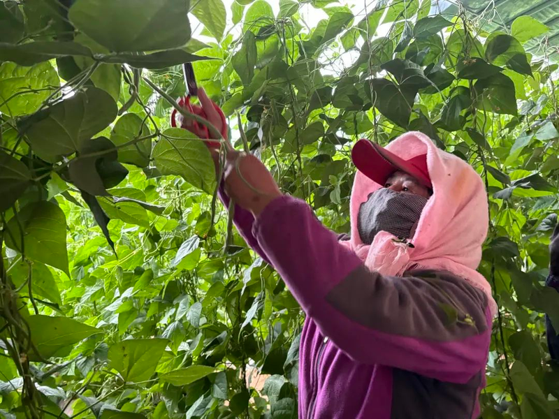 大棚长豆角种植技术