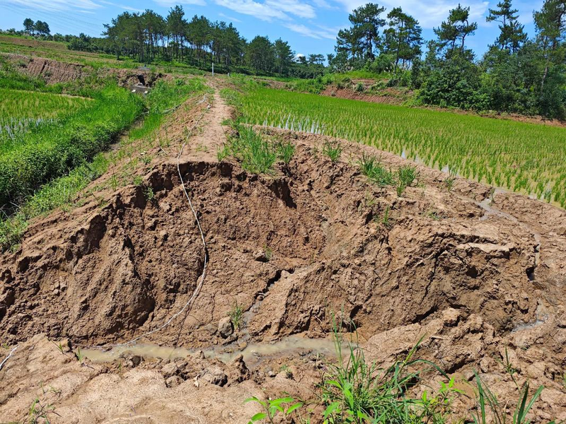 红花草种植技术