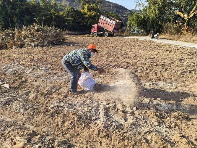 红花草种植技术