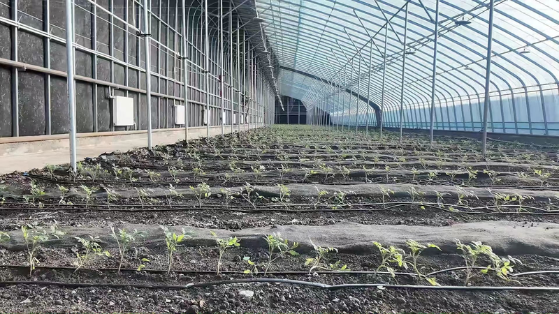 Post-autumn cucumber shed cultivation techniques
