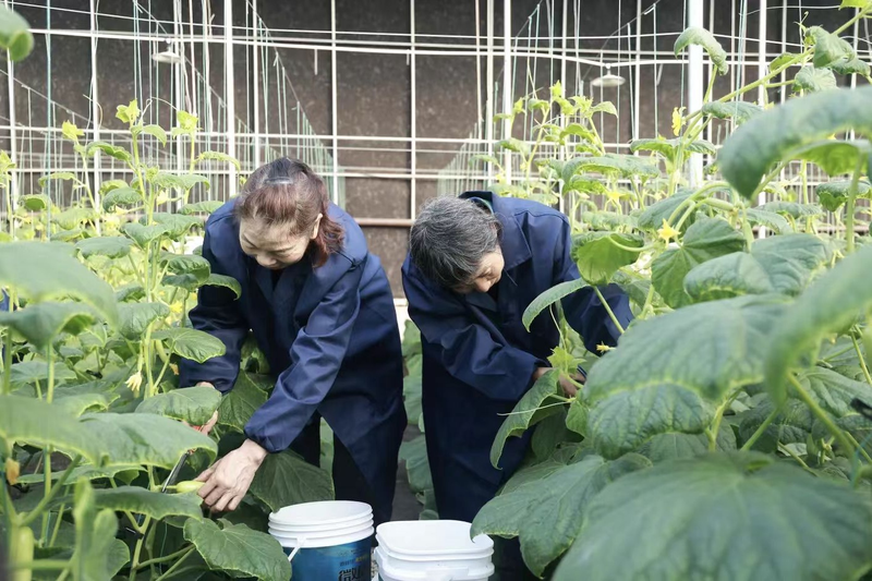 Post-autumn cucumber shed cultivation techniques