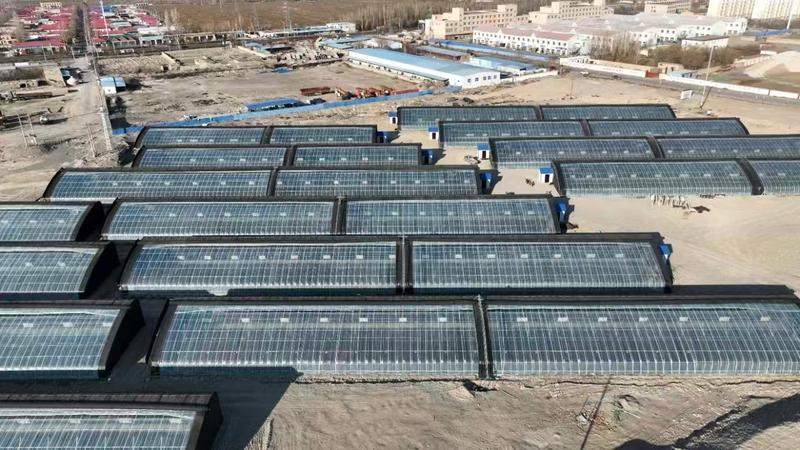 Post-autumn cucumber shed cultivation techniques