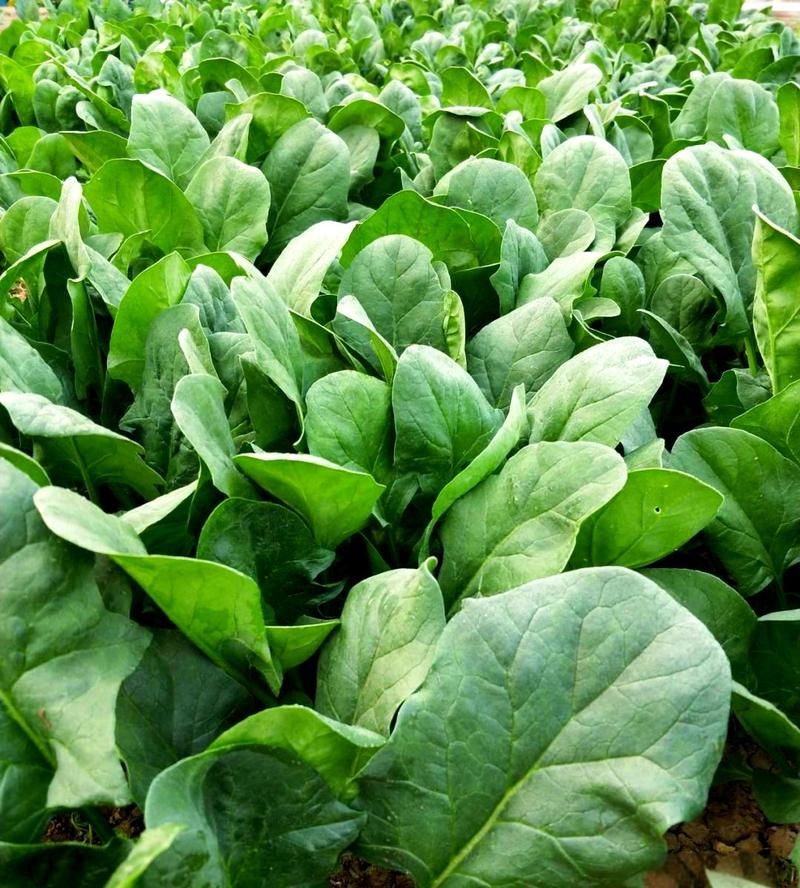 菠菜种植技术和时间