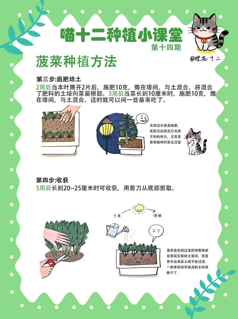 菠菜种植技术和时间