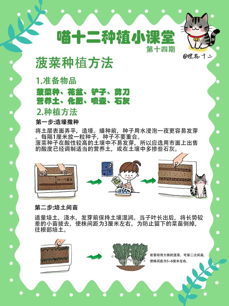 菠菜种植技术和时间