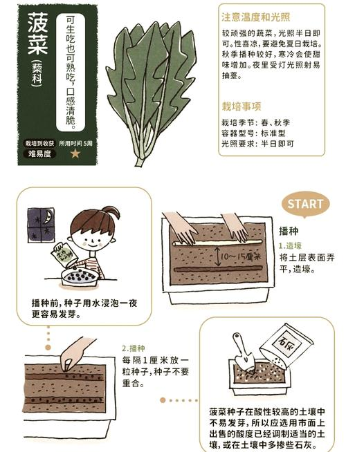 菠菜种植技术和时间