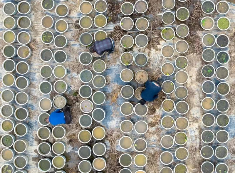 碗莲的种植方法