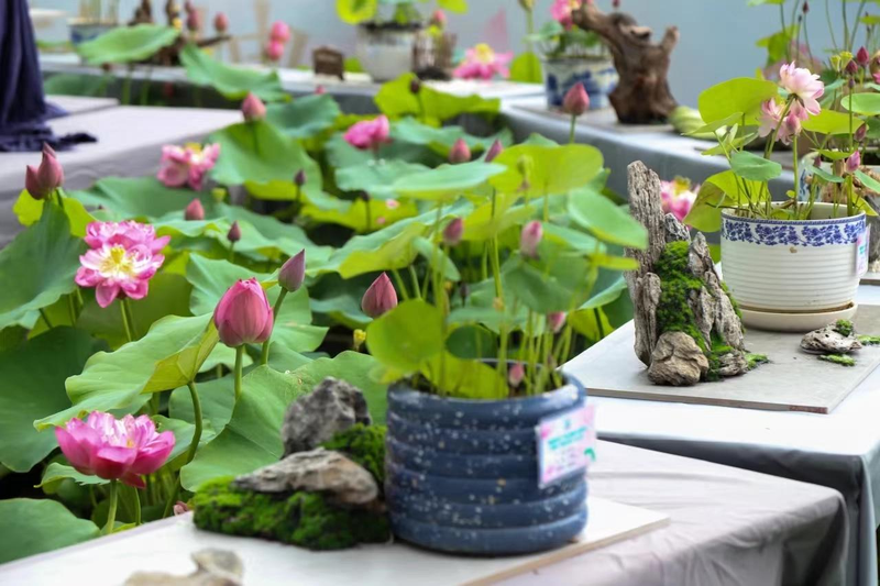 碗莲的种植方法