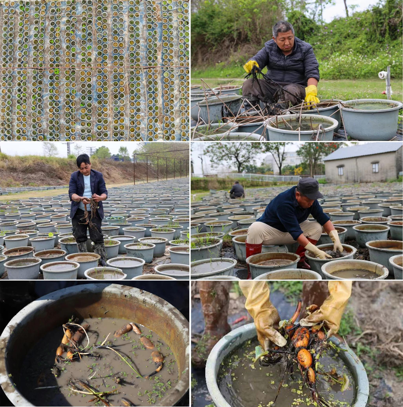 碗莲的种植方法