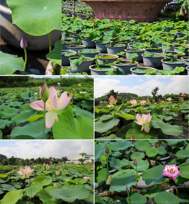碗莲的种植方法