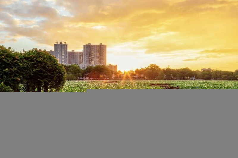 碗莲的种植方法