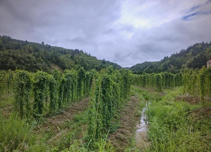 淮山的种植方法