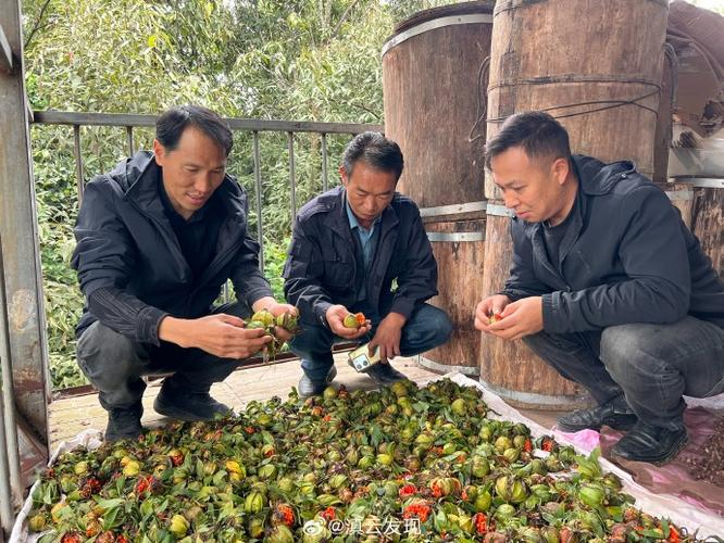 淮山的种植方法