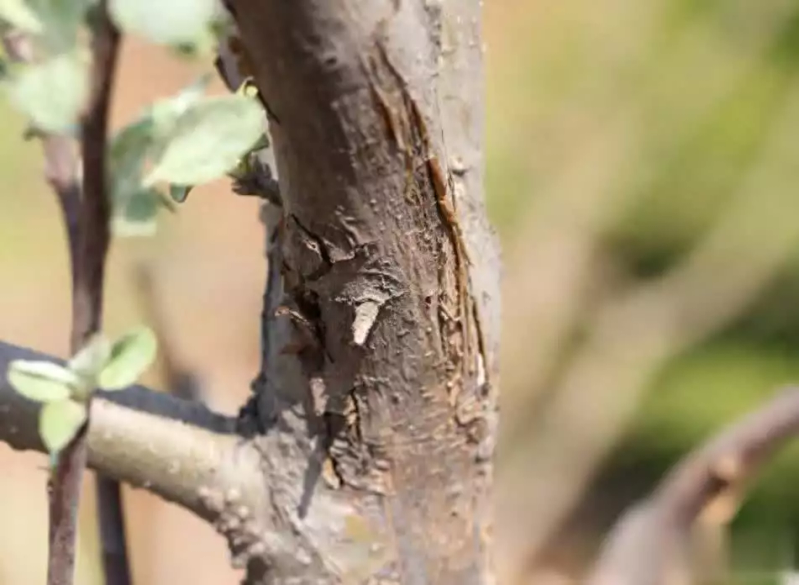 苹果树的种植方法