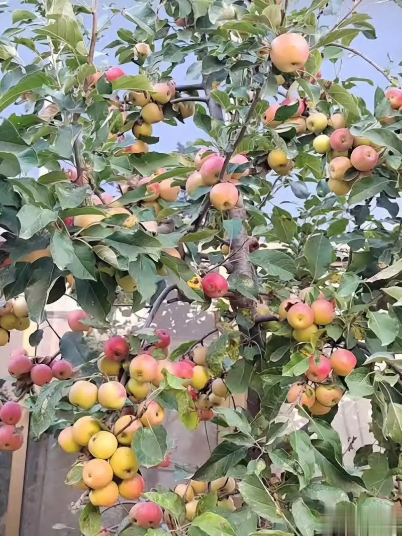 苹果树的种植方法