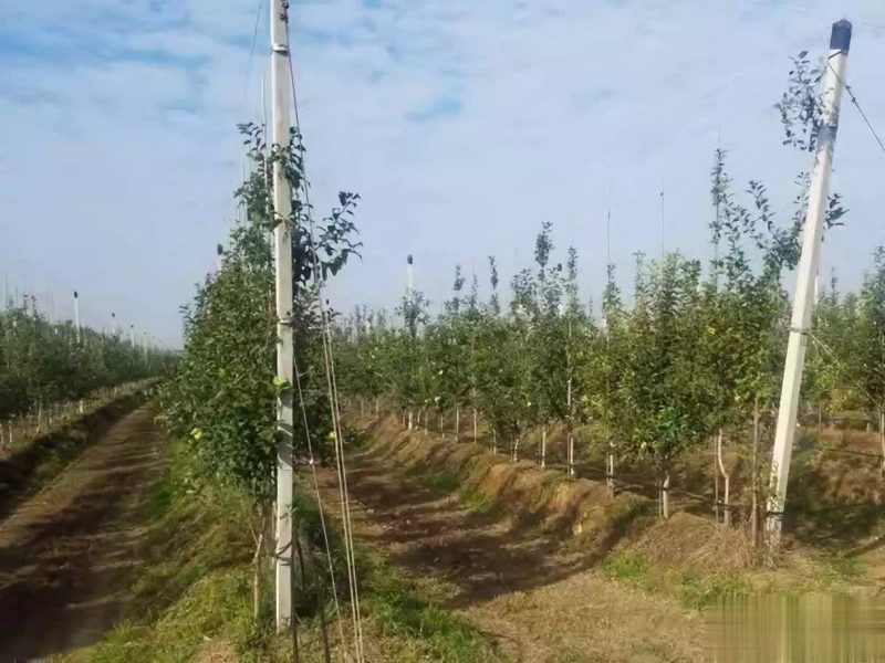 苹果树的种植方法