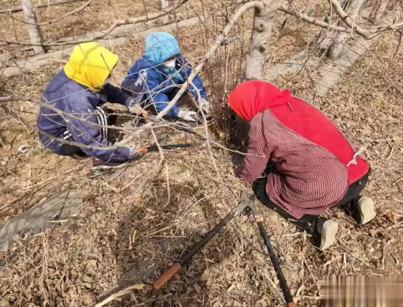 苹果树的种植方法