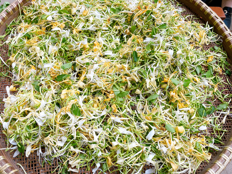 盆栽金银花种植技术