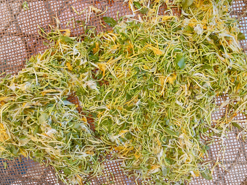 盆栽金银花种植技术