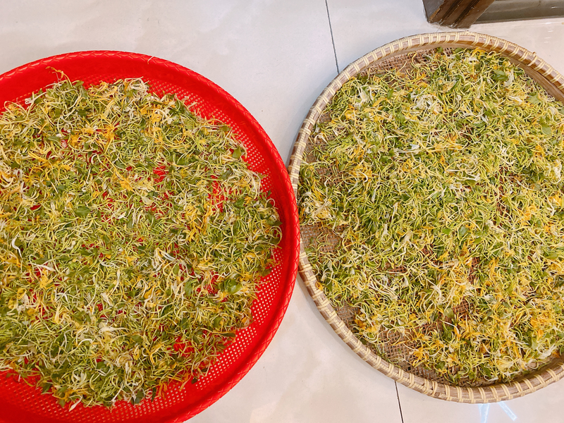 盆栽金银花种植技术