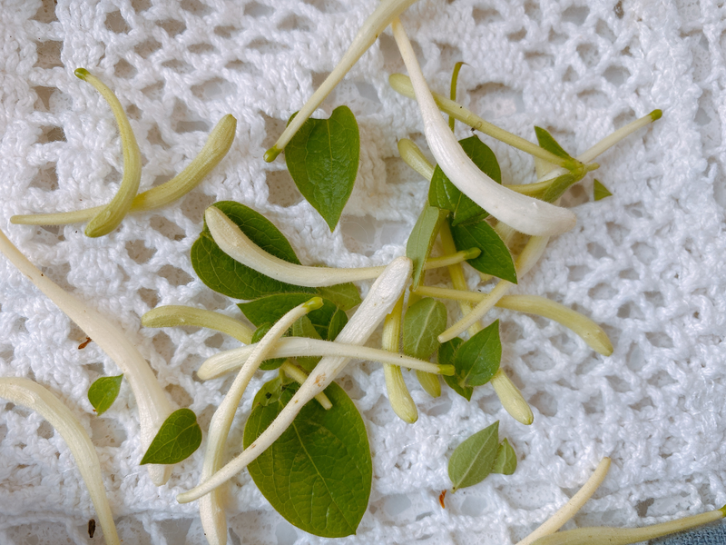 盆栽金银花种植技术