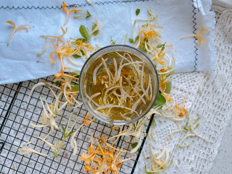 盆栽金银花种植技术